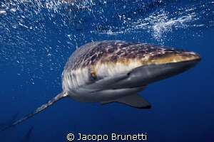 No fear!/This silky shark was baiting some tunas and was ... by Jacopo Brunetti 